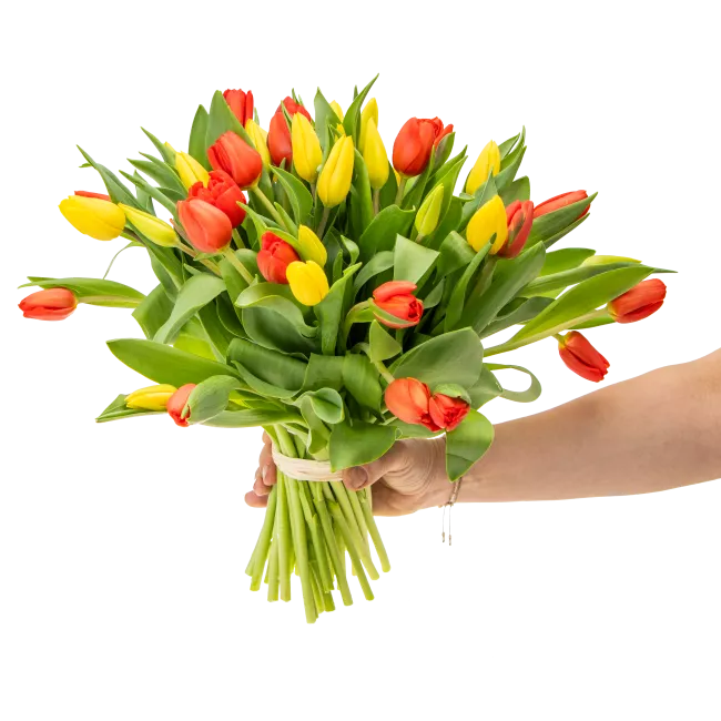 Bouquet of tulips